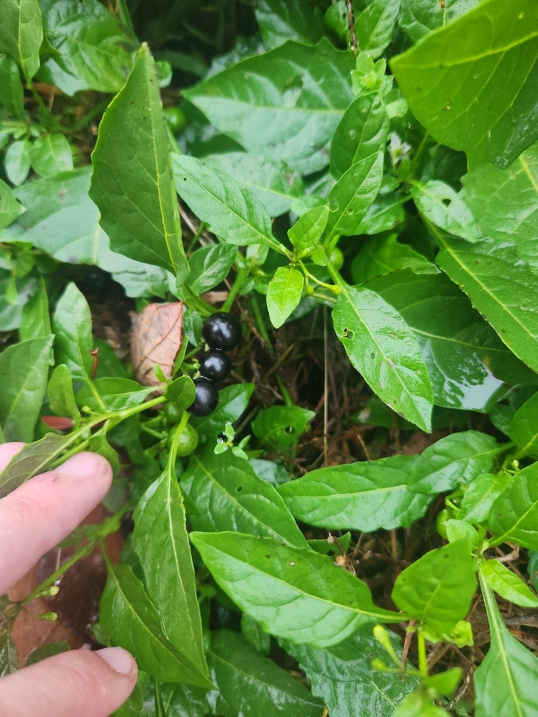 eastern black nightshade from Banks Square, Waltham, MA, USA on October ...