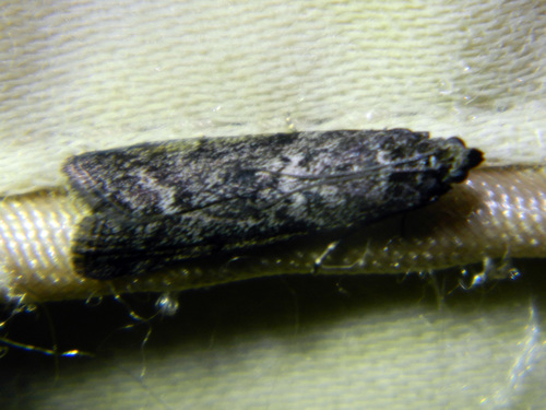 Brown Knot-horn