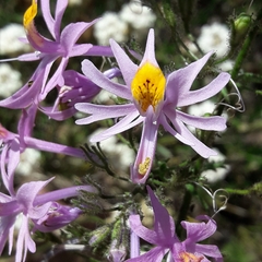 Schizanthus hookeri