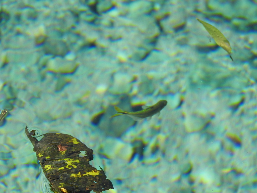 Yucatan Tetra
