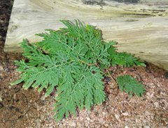 Selaginella braunii