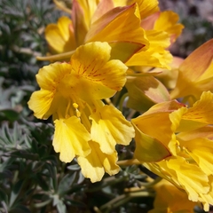 Tropaeolum polyphyllum