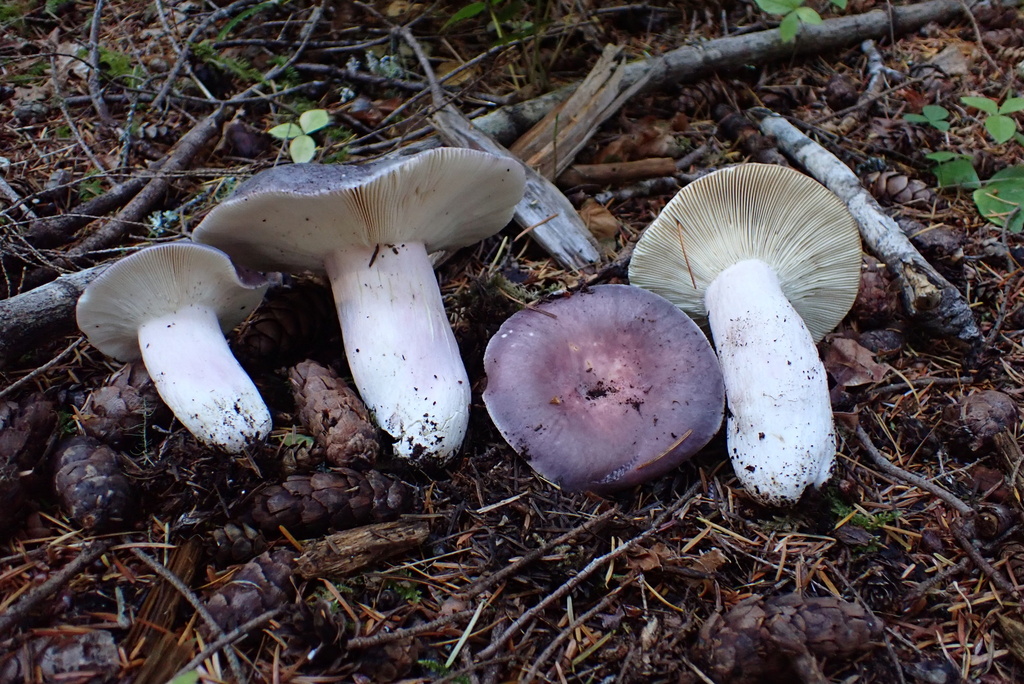 Russula sp. 'Woo16'
