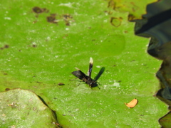 Parachartergus apicalis