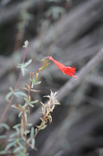 iNaturalist observation photo of California fuchsia