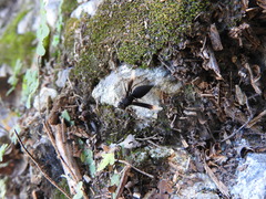 Parachartergus apicalis