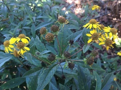 Verbesina angustifolia