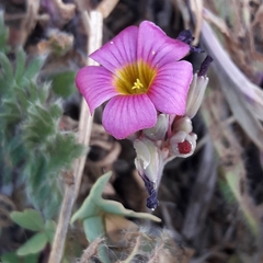 Oxalis squamata
