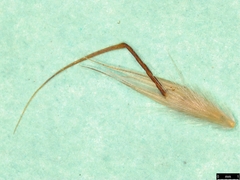 Rytidosperma fulvum
