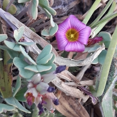 Oxalis squamata