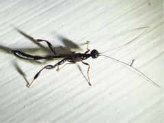 Megischus bicolor