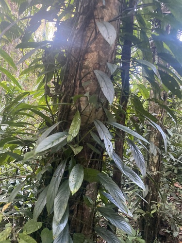 Epipremnum amplissimum (Epipremnum amplissimum)