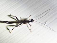 Megischus bicolor