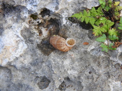 Choanopomops largillierti