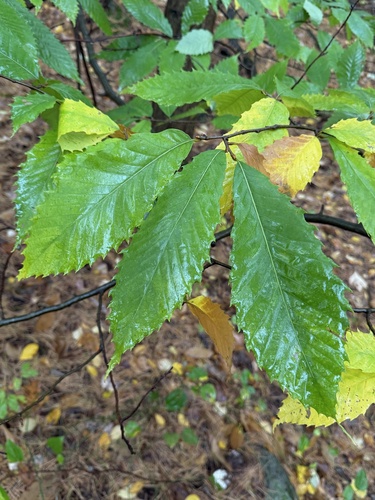 American Chestnut