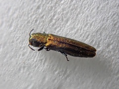 Agrilus lacustris