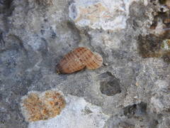 Choanopomops largillierti