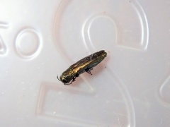 Agrilus lacustris