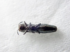 Agrilus lacustris