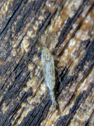 Unknown species found near Highland County, OH, USA