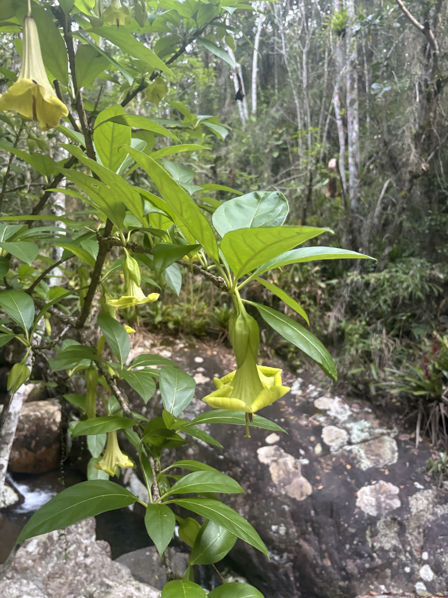 Showy Chalicevine (Solandra grandiflora)