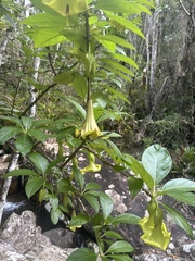 (c) LPB, some rights reserved (CC BY) Solandra grandiflora, photograph (c) LPB, some rights reserved (CC BY)