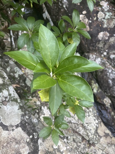 Solandra grandiflora, photograph 3
