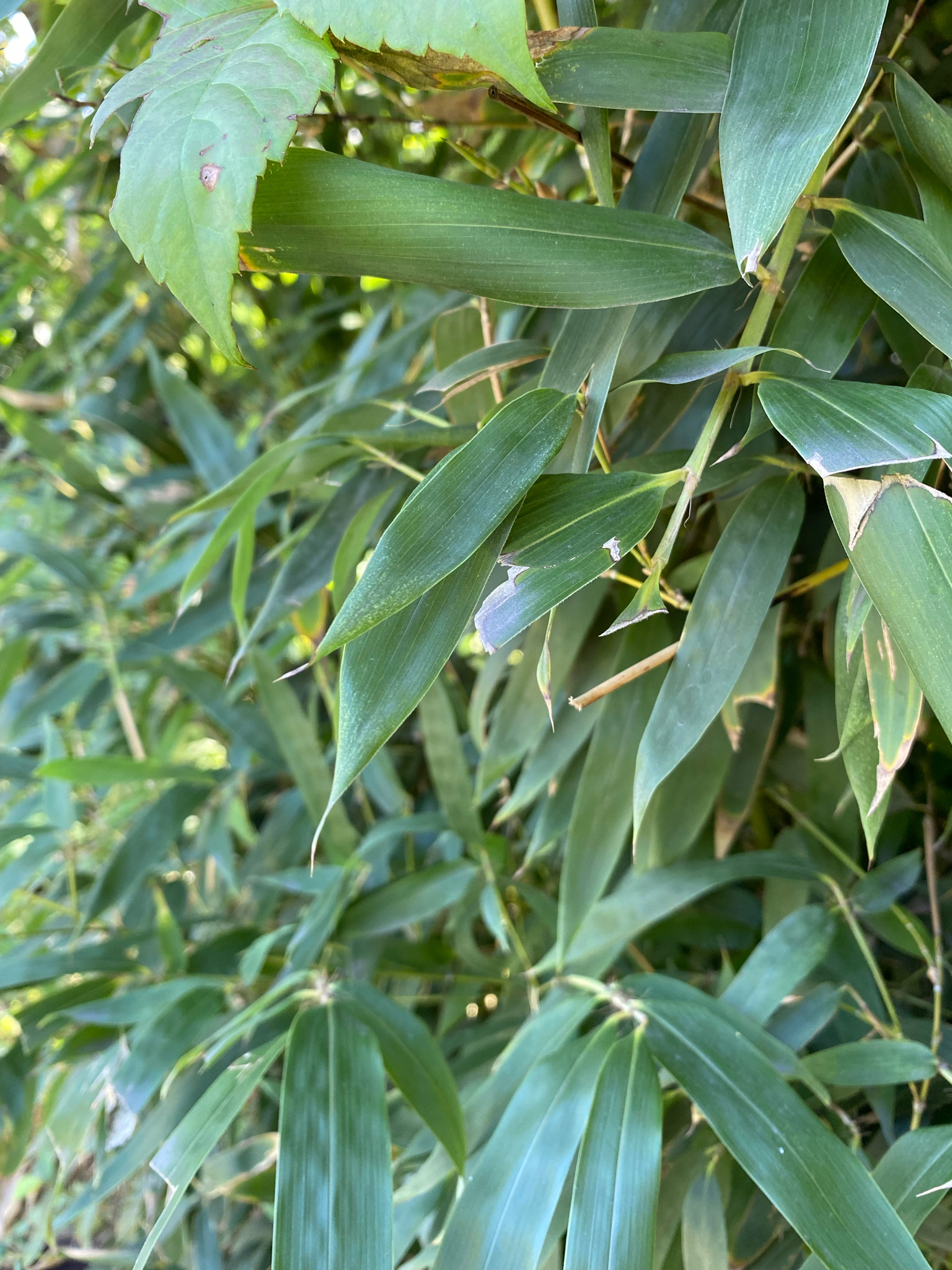 Phyllostachys propinqua