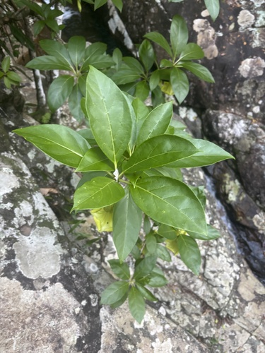 Solandra grandiflora, photograph 4
