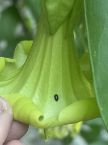 Solandra grandiflora, photograph 5
