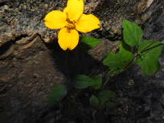 Sclerocarpus divaricatus