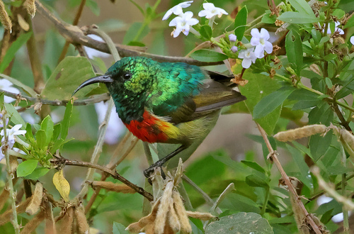 Forest Double-collared Sunbird