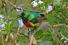 Forest Double-Collared Sunbird photo 1