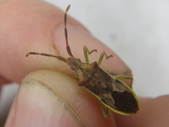 Gonocerus juniperi