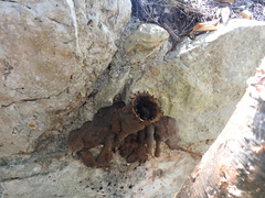 Lestrimelitta niitkib