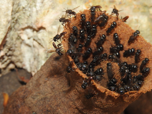 Niitkib Robber Bee
