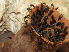 Lestrimelitta niitkib