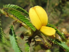 Fabaceae