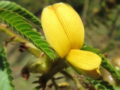 Fabaceae