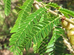 Fabaceae