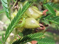 Fabaceae