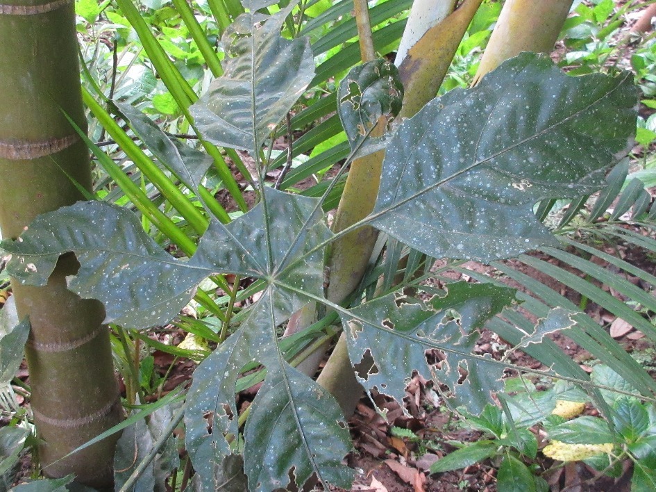 Trevesia burckii (Trevesia burckii)