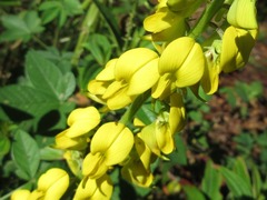 Crotalaria