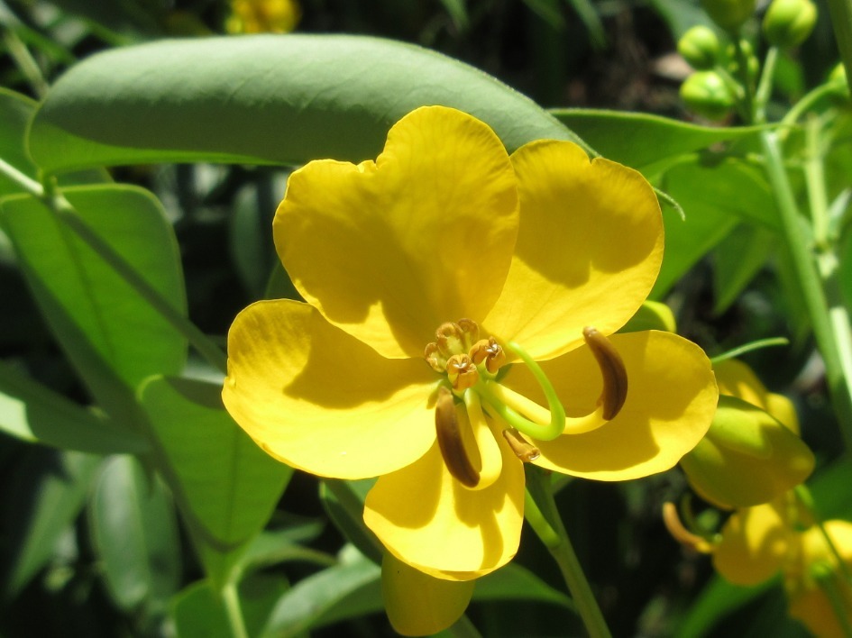 Senna septemtrionalis — ảnh 3