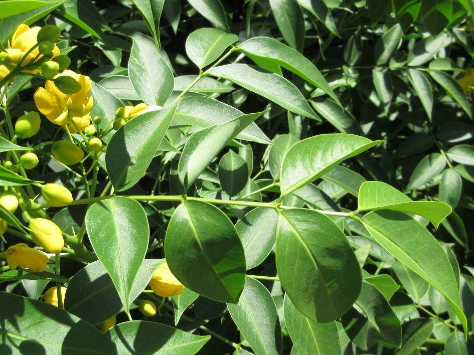 Senna septemtrionalis — ảnh 2