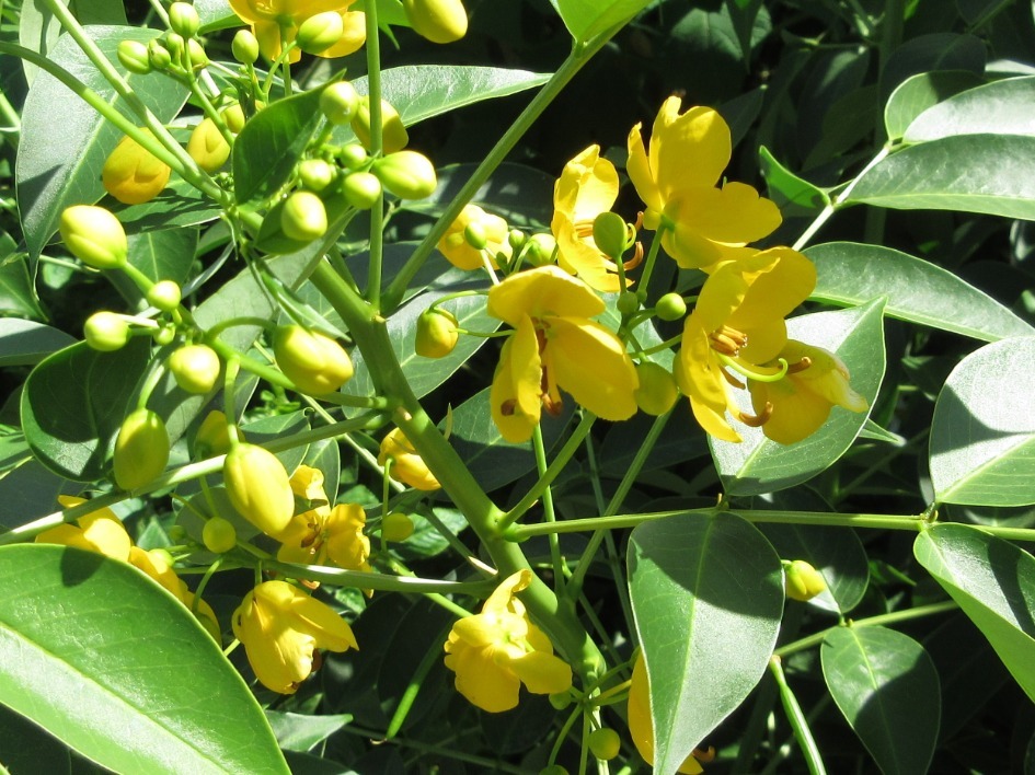 Senna septemtrionalis (Senna septemtrionalis)