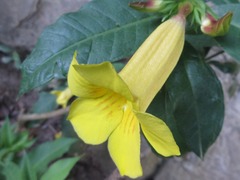 Allamanda cathartica