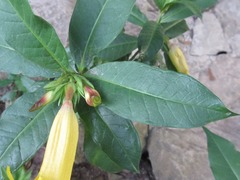 Allamanda cathartica
