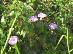 Ipomoea crinicalyx