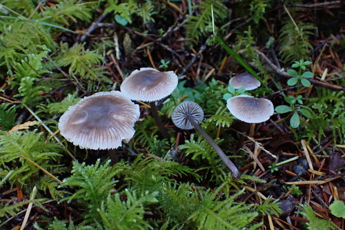 Owingsia PNW01 graham.jpg